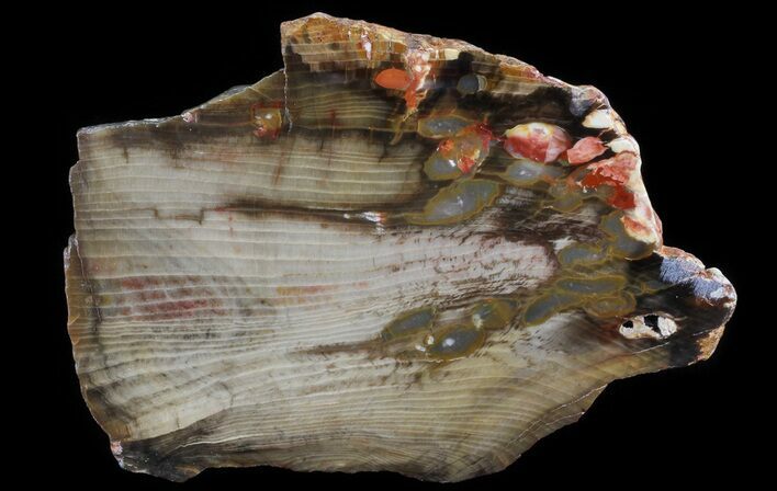 Slab of Fossilized Peanut Wood - Australia #65625